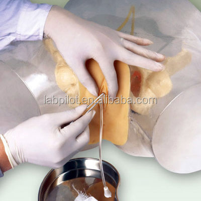 Advanced PVC Transparent Female Urethral Catheterization Trainer for Nursing Training