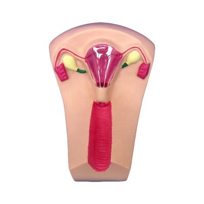 Medical Science PVC IUD Insertion Trainer Uterus Female Intrauterine Device Simulator Model