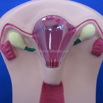 PVC IUD Contraception Simulator The Ideal Teaching Tool for Family Planning