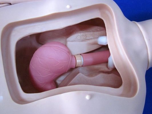 Fully Flexible Patient Simulator Nursing Training Manikin for Individualized Training