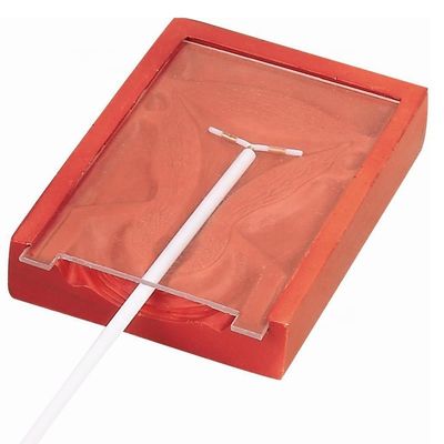 Obstetrics and Gynecology Skills Teaching IUD Insertion Trainer for Patients Care