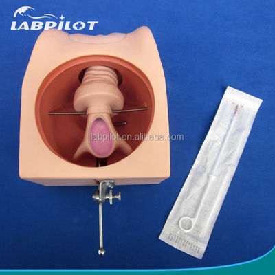 Improve Clinical Nursing Techniques with Female Contraception Simulator and IUD Model