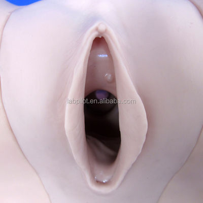 Improve Clinical Nursing Techniques with Female Contraception Simulator and IUD Model