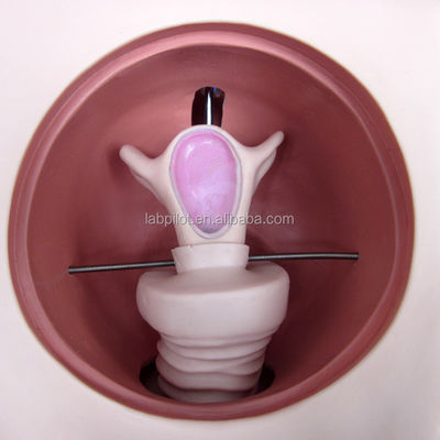 Improve Clinical Nursing Techniques with Female Contraception Simulator and IUD Model