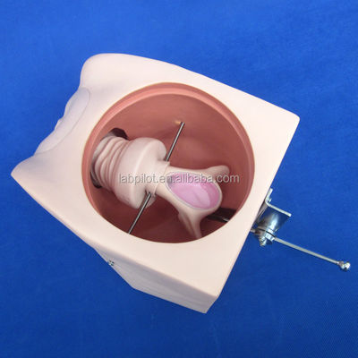 Improve Clinical Nursing Techniques with Female Contraception Simulator and IUD Model