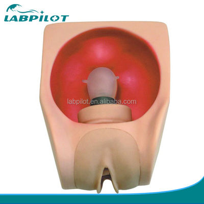 Human Life Size Medical Science Training Model for Advanced Female Contraception Practice