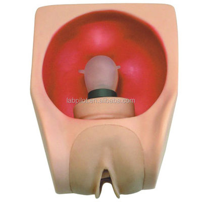 Human Life Size Medical Science Training Model for Advanced Female Contraception Practice