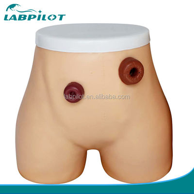 Advanced PVC Ostomy Nursing Model for Ileostomy and Colostomy Training in Hospitals