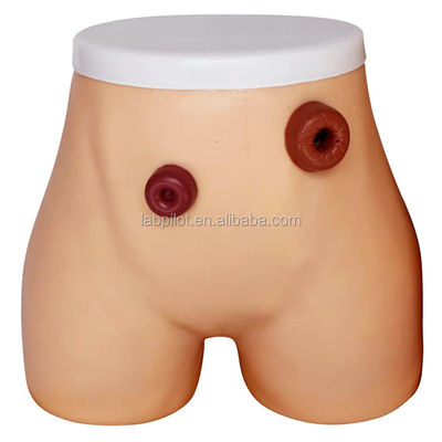 Advanced PVC Ostomy Nursing Model for Ileostomy and Colostomy Training in Hospitals