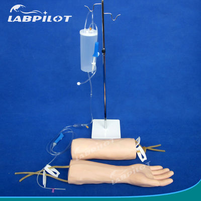 Sales Injection Training Model for Teaching Intravenous Infusion and Blood Transfusion