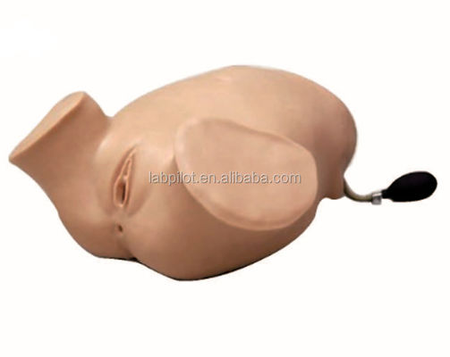 PVC Pregnant Women Four-step Palpation Leopold Maneuvers Vaginal Examination Simulator