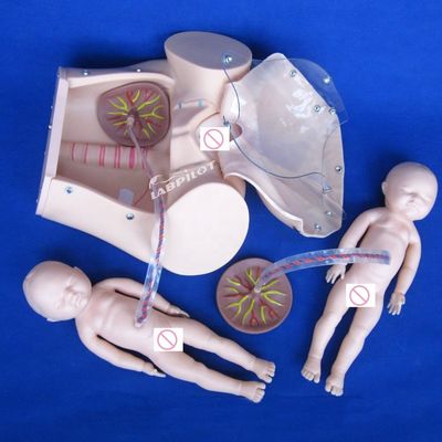 Human Life Size Pregnant Doll Baby Labor Delivery Simulator for Medical Science Model