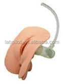 Electronic Urethral Catheterization Training Model for Male and Female Human Life Size