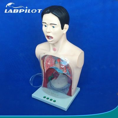 Transparent Gastric Lavage Model Nasal Feeding Tube Simulator for Nursing Training