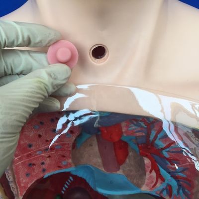 Transparent Gastric Lavage Model Nasal Feeding Tube Simulator for Nursing Training