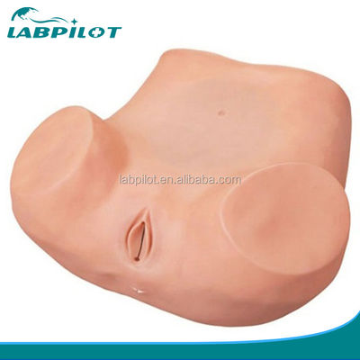 Women's Health Education GYN Examination Training Simulator with Advanced PVC Material