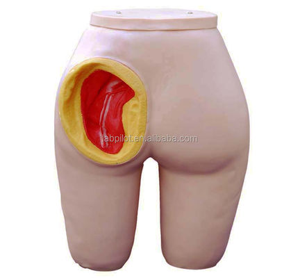 Human Life Size Gluteus Intramuscular Injection Training Model for Patients Care Demo