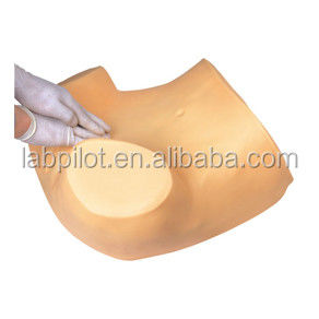 Women's Health Education GYN Examination Training Simulator with Advanced PVC Material