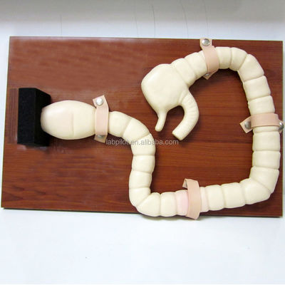 Manikin for Sigmoidoscope Examination Training Advanced Intestine Model Simulator