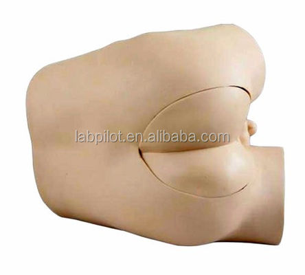 Rectal Examination Skills Training Model with Advanced PVC Construction and Components