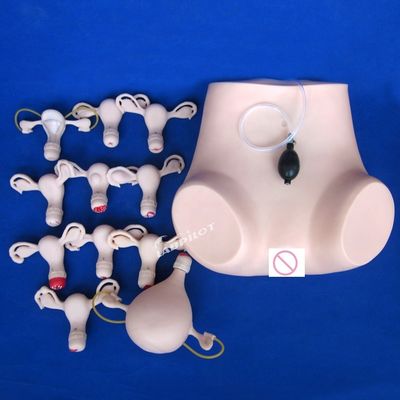 Contraception Uterus Pelvic Examination Training Manikin Medical Gynecology Care Model