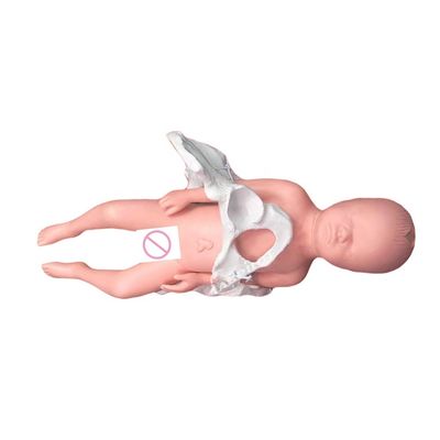 Medical Teaching Manikin Model Subject Medical Science with Umbilical Cord and Placenta