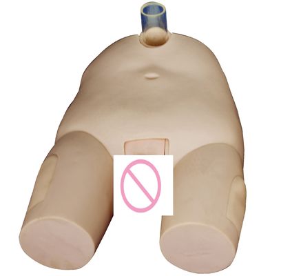 PVC Male/Female Bladder Irrigation Training Model Catheterization Skills and Puncture Operation Simulator
