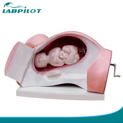 Labor Delivery Model and Midwifery Simulator for Patients Care Demonstration