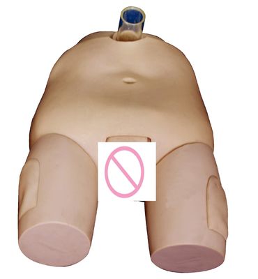 PVC Male/Female Bladder Irrigation Training Model Catheterization Skills and Puncture Operation Simulator