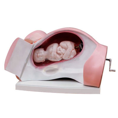 Labor Delivery Model and Midwifery Simulator for Patients Care Demonstration
