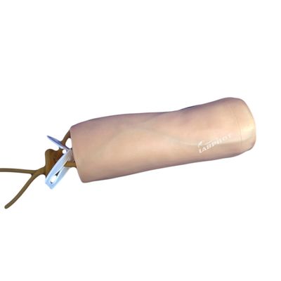Medical Science Venipuncture and Blood Transfusion Practice Model with IV Elbow Model
