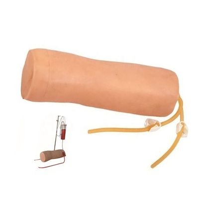 Medical Science Venipuncture and Blood Transfusion Practice Model with IV Elbow Model