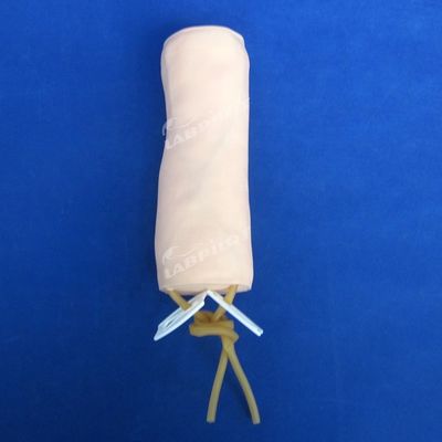 Medical Science Venipuncture and Blood Transfusion Practice Model with IV Elbow Model