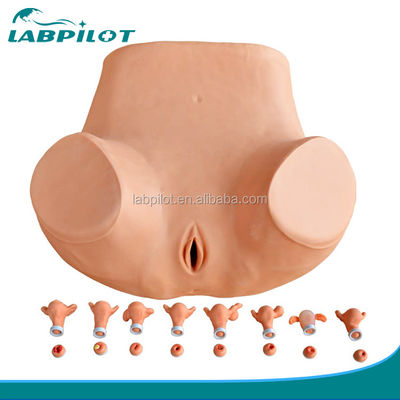 GYN Skills Teaching Comprehensive Pelvic Examination Simulator featuring Advanced PVC