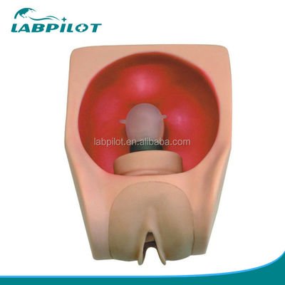 OB and GYN Nursing Training Simulator Female Contraception Practice Model with Vagina