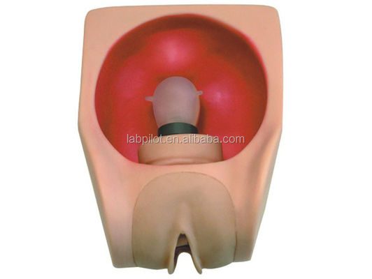 OB and GYN Nursing Training Simulator Female Contraception Practice Model with Vagina