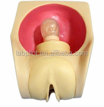 OB and GYN Nursing Training Simulator Female Contraception Practice Model with Vagina