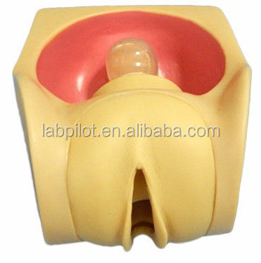 OB and GYN Nursing Training Simulator Female Contraception Practice Model with Vagina