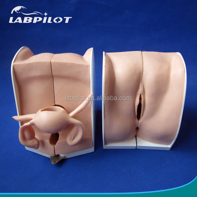 Family Planning Contraception Guidance Model Human Life Size IUD Placement and Remova