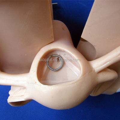 Family Planning Contraception Guidance Model Human Life Size IUD Placement and Remova