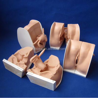 Family Planning Contraception Guidance Model Human Life Size IUD Placement and Remova