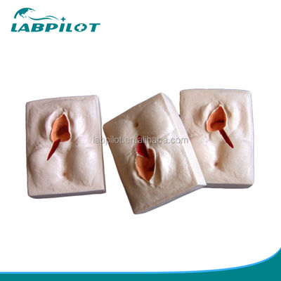 GYN Skills Teaching 3-Set Perineum Suturing Simulator and Episiotomy Wound Suturing Model