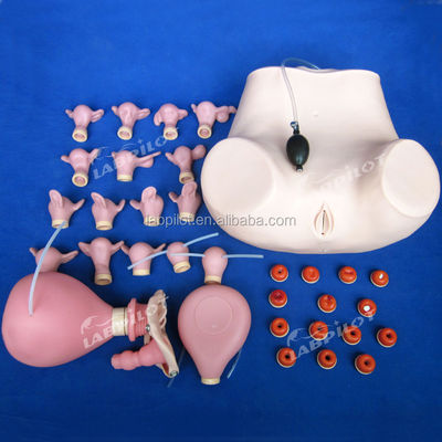 Comprehensive Gynecological Examination Training Manikin with Various Cervix and Uterus Models