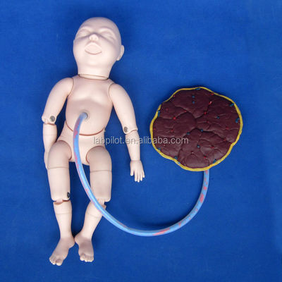 Obstetrics-Gynecology Model Pregnant Woman Care Simulator for Obstetrics Training