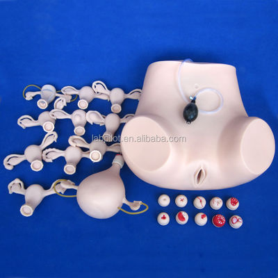 Maternity Care Training with Advanced Gynecological Nursing Model GYN Training Manikin