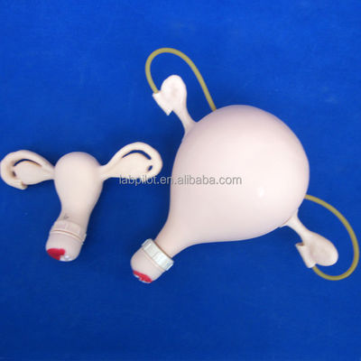 Maternity Care Training with Advanced Gynecological Nursing Model GYN Training Manikin