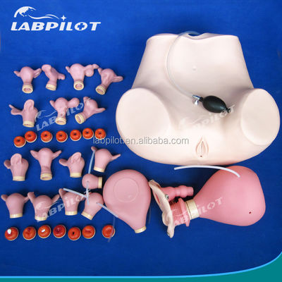 Medical Science Various Gynecological Nursing Skills Training Manikin Pelvic and Vagina Examination Model