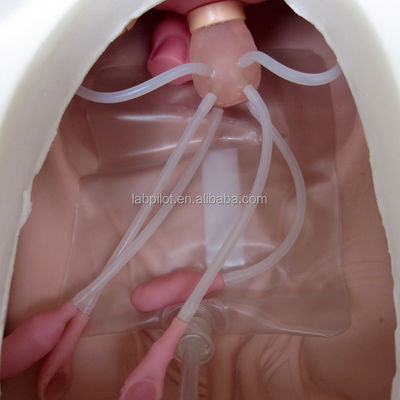 Medical Science Various Gynecological Nursing Skills Training Manikin Pelvic and Vagina Examination Model