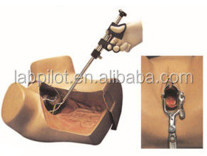 Medical Science Various Gynecological Nursing Skills Training Manikin Pelvic and Vagina Examination Model