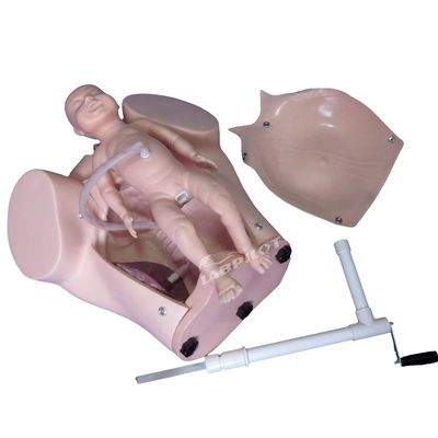 Leopold Maneuvers Midwifery Obstetrical Birthing Manikin Human Life Size